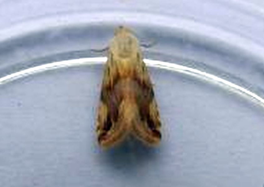 Eublemma ostrina, Erebidae  da confermare